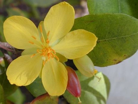 Ngày tết - Nói về 24 loài hoa mai ảnh 8