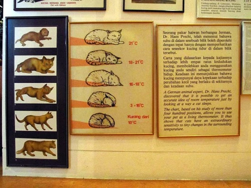 Đầu xuân tới thăm thành phố mèo tại Malaysia ảnh 10