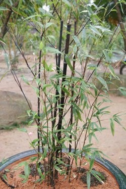 Thích Thế Tường: Lập bảo tàng tre trúc Việt Nam ảnh 2