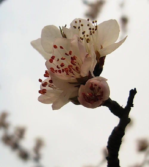 Du lịch Trung Quốc mùa xuân ảnh 4