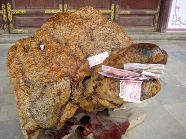 Rùa gỗ miệng ngậm đầy tiền lẻ.