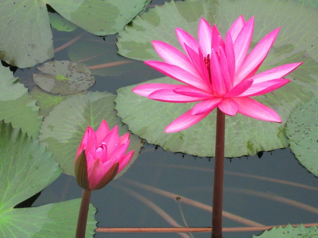 Kỳ tích chùa Giám ảnh 2 chua_giam_13_jpg.jpg