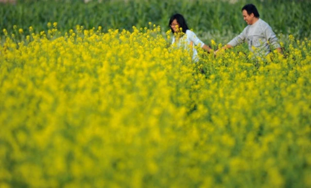 Đôi lứa bên nhau mùa hoa cải