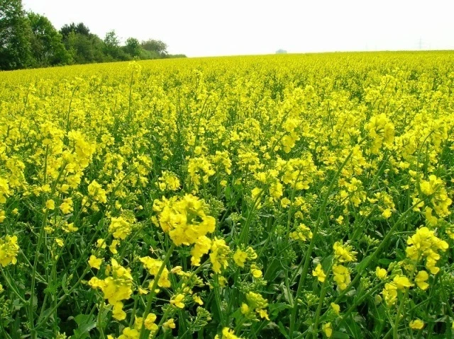 Rực rỡ sắc vàng hoa cải