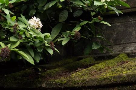 Những ngôi chùa trong phố cổ