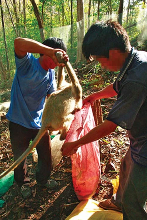 PS ảnh: Quá đau đớn cuộc giết cả gia đình nhà khỉ, Tin tức, Eva tám chuyện, Giet ca nha khi, san bat dong vat, giet nha khi, dong vat hoang da, giet dong vat, tin tuc, tin nhanh, tin trong ngay