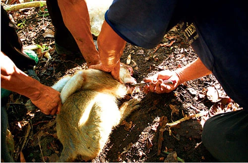 PS ảnh: Quá đau đớn cuộc giết cả gia đình nhà khỉ, Tin tức, Eva tám chuyện, Giet ca nha khi, san bat dong vat, giet nha khi, dong vat hoang da, giet dong vat, tin tuc, tin nhanh, tin trong ngay