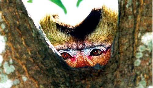 PS ảnh: Quá đau đớn cuộc giết cả gia đình nhà khỉ, Tin tức, Eva tám chuyện, Giet ca nha khi, san bat dong vat, giet nha khi, dong vat hoang da, giet dong vat, tin tuc, tin nhanh, tin trong ngay