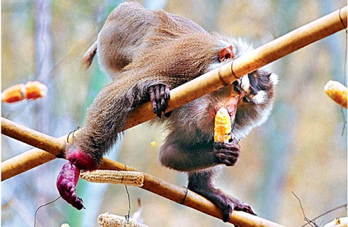 PS ảnh: Quá đau đớn cuộc giết cả gia đình nhà khỉ, Tin tức, Eva tám chuyện, Giet ca nha khi, san bat dong vat, giet nha khi, dong vat hoang da, giet dong vat, tin tuc, tin nhanh, tin trong ngay