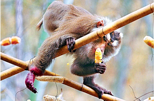 PS ảnh: Quá đau đớn cuộc giết cả gia đình nhà khỉ, Tin tức, Eva tám chuyện, Giet ca nha khi, san bat dong vat, giet nha khi, dong vat hoang da, giet dong vat, tin tuc, tin nhanh, tin trong ngay