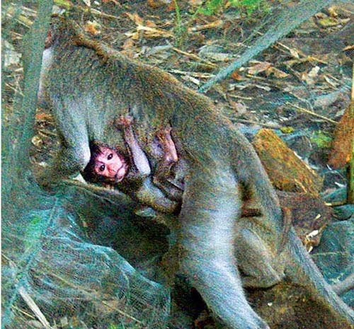 PS ảnh: Quá đau đớn cuộc giết cả gia đình nhà khỉ, Tin tức, Eva tám chuyện, Giet ca nha khi, san bat dong vat, giet nha khi, dong vat hoang da, giet dong vat, tin tuc, tin nhanh, tin trong ngay