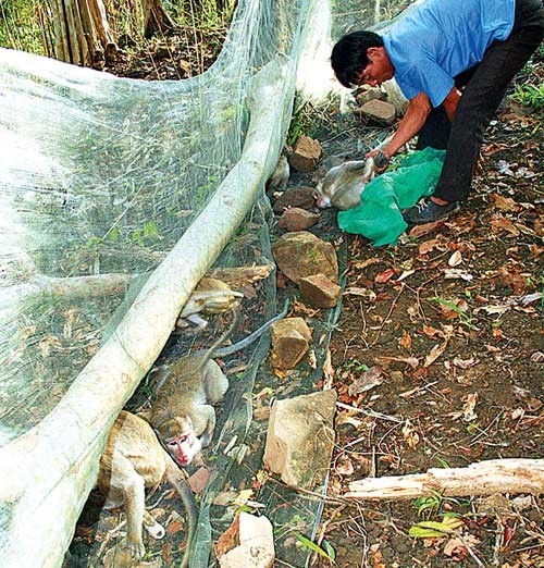 PS ảnh: Quá đau đớn cuộc giết cả gia đình nhà khỉ, Tin tức, Eva tám chuyện, Giet ca nha khi, san bat dong vat, giet nha khi, dong vat hoang da, giet dong vat, tin tuc, tin nhanh, tin trong ngay