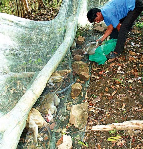 PS ảnh: Quá đau đớn cuộc giết cả gia đình nhà khỉ, Tin tức, Eva tám chuyện, Giet ca nha khi, san bat dong vat, giet nha khi, dong vat hoang da, giet dong vat, tin tuc, tin nhanh, tin trong ngay