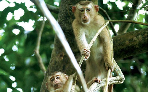 PS ảnh: Quá đau đớn cuộc giết cả gia đình nhà khỉ, Tin tức, Eva tám chuyện, Giet ca nha khi, san bat dong vat, giet nha khi, dong vat hoang da, giet dong vat, tin tuc, tin nhanh, tin trong ngay