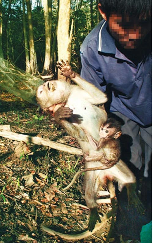 PS ảnh: Quá đau đớn cuộc giết cả gia đình nhà khỉ, Tin tức, Eva tám chuyện, Giet ca nha khi, san bat dong vat, giet nha khi, dong vat hoang da, giet dong vat, tin tuc, tin nhanh, tin trong ngay