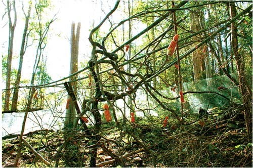 PS ảnh: Quá đau đớn cuộc giết cả gia đình nhà khỉ, Tin tức, Eva tám chuyện, Giet ca nha khi, san bat dong vat, giet nha khi, dong vat hoang da, giet dong vat, tin tuc, tin nhanh, tin trong ngay