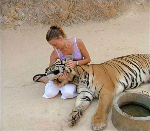 Tới đền Theravada để... đùa với hổ
