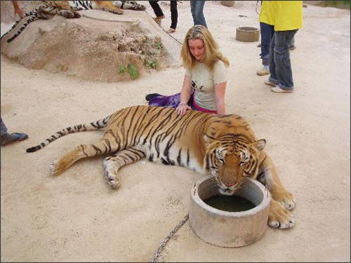 Tới đền Theravada để... đùa với hổ