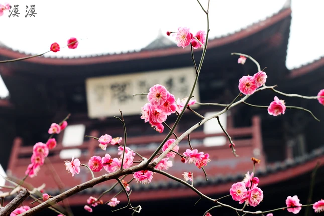Ngắm hoa đào Hàng Châu bung nở ngày cuối xuân ảnh 18