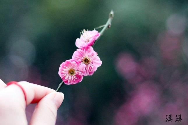 Ngắm hoa đào Hàng Châu bung nở ngày cuối xuân ảnh 19 Ngắm hoa đào Hàng Châu bung nở ngày cuối xuân ảnh 19