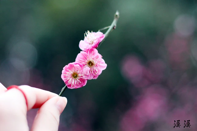 Ngắm hoa đào Hàng Châu bung nở ngày cuối xuân ảnh 19