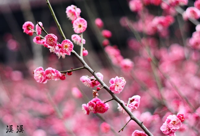 Ngắm hoa đào Hàng Châu bung nở ngày cuối xuân ảnh 17
