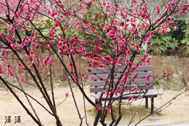 Ngắm hoa đào Hàng Châu bung nở ngày cuối xuân ảnh 16