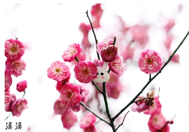 Ngắm hoa đào Hàng Châu bung nở ngày cuối xuân ảnh 15