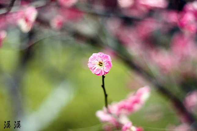Ngắm hoa đào Hàng Châu bung nở ngày cuối xuân ảnh 13