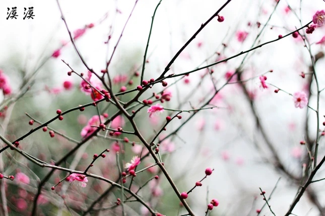 Ngắm hoa đào Hàng Châu bung nở ngày cuối xuân ảnh 12