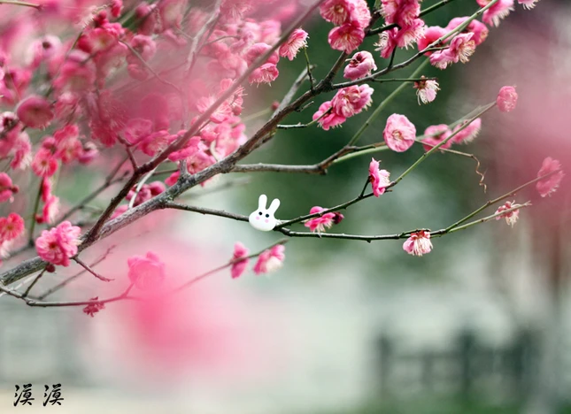 Ngắm hoa đào Hàng Châu bung nở ngày cuối xuân ảnh 14