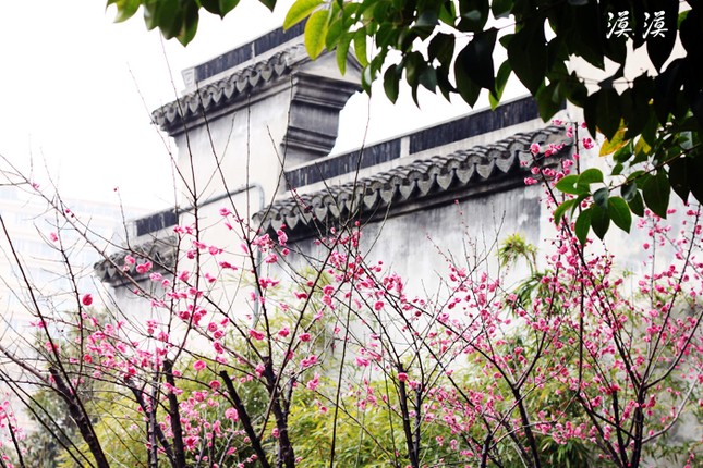 Ngắm hoa đào Hàng Châu bung nở ngày cuối xuân ảnh 11 Ngắm hoa đào Hàng Châu bung nở ngày cuối xuân ảnh 11