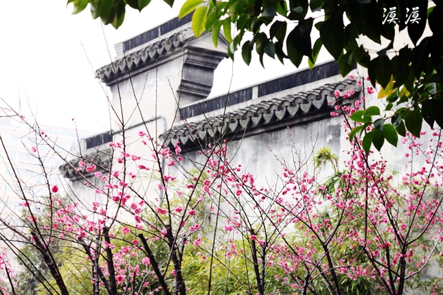 Ngắm hoa đào Hàng Châu bung nở ngày cuối xuân ảnh 11