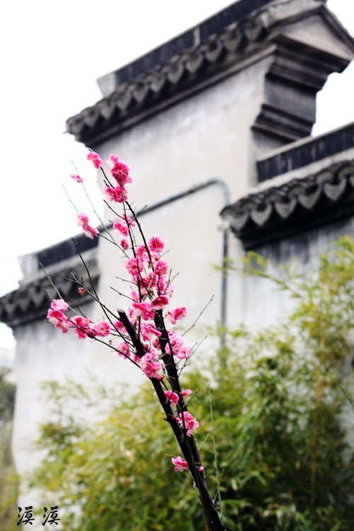 Ngắm hoa đào Hàng Châu bung nở ngày cuối xuân ảnh 10 Ngắm hoa đào Hàng Châu bung nở ngày cuối xuân ảnh 10