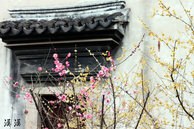 Ngắm hoa đào Hàng Châu bung nở ngày cuối xuân ảnh 8