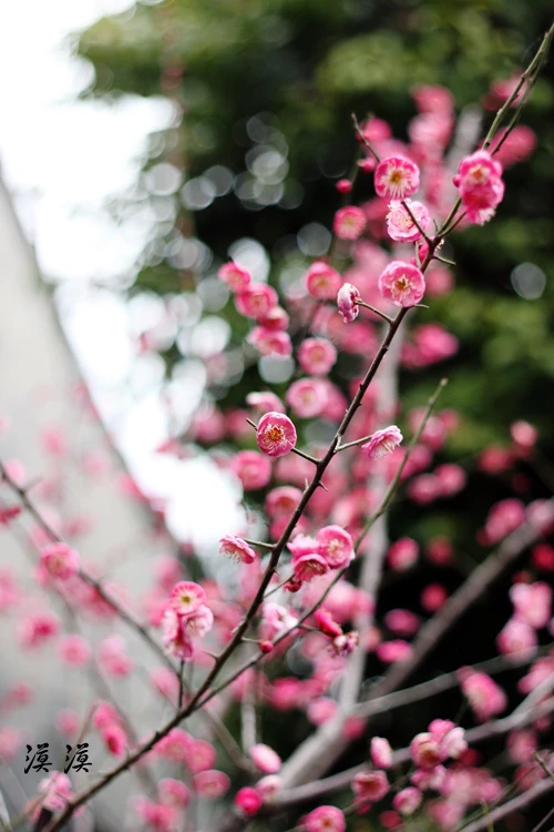 Ngắm hoa đào Hàng Châu bung nở ngày cuối xuân ảnh 9