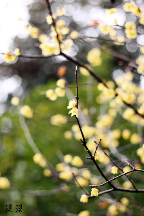 Ngắm hoa đào Hàng Châu bung nở ngày cuối xuân ảnh 7