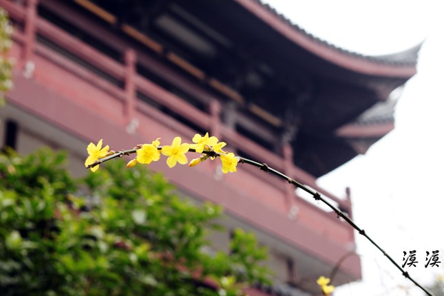 Ngắm hoa đào Hàng Châu bung nở ngày cuối xuân ảnh 6 Ngắm hoa đào Hàng Châu bung nở ngày cuối xuân ảnh 6