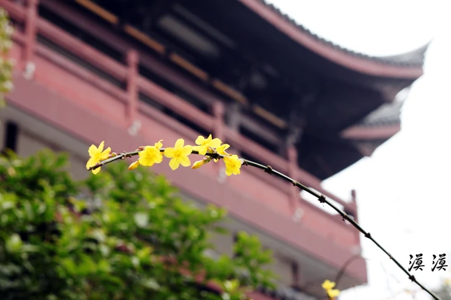 Ngắm hoa đào Hàng Châu bung nở ngày cuối xuân ảnh 6