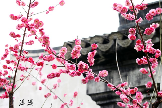 Ngắm hoa đào Hàng Châu bung nở ngày cuối xuân ảnh 5 Ngắm hoa đào Hàng Châu bung nở ngày cuối xuân ảnh 5