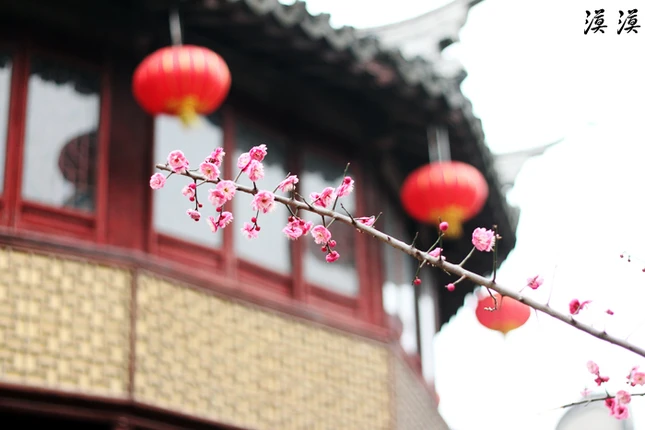 Ngắm hoa đào Hàng Châu bung nở ngày cuối xuân ảnh 4