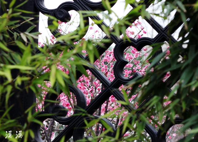 Ngắm hoa đào Hàng Châu bung nở ngày cuối xuân ảnh 3