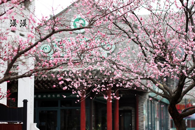 Ngắm hoa đào Hàng Châu bung nở ngày cuối xuân ảnh 2 Ngắm hoa đào Hàng Châu bung nở ngày cuối xuân ảnh 2