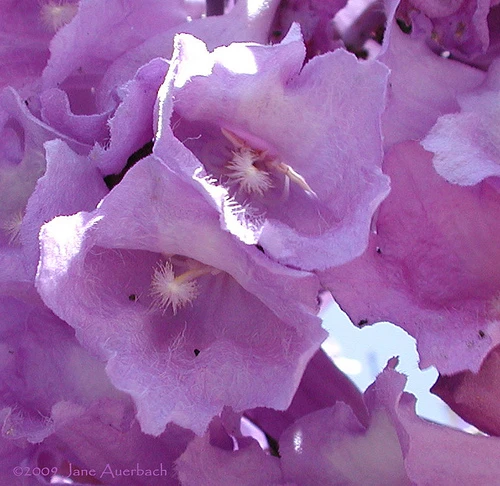 Jacaranda một trời hoa tím ảnh 1