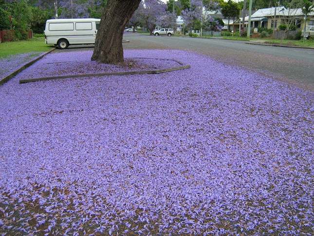 Jacaranda một trời hoa tím ảnh 10 Jacaranda một trời hoa tím ảnh 10