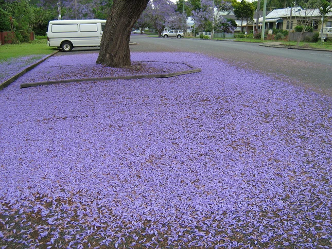 Jacaranda một trời hoa tím ảnh 10