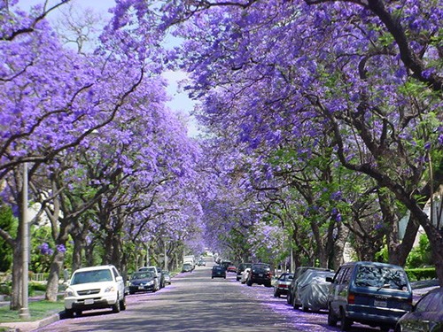 Jacaranda một trời hoa tím ảnh 3 Jacaranda một trời hoa tím ảnh 3