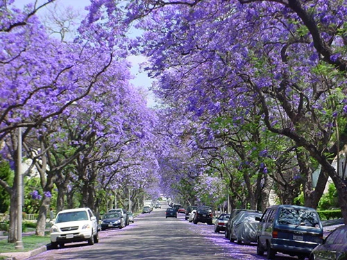 Jacaranda một trời hoa tím ảnh 3