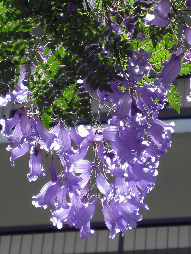 Jacaranda một trời hoa tím ảnh 8 Jacaranda một trời hoa tím ảnh 8