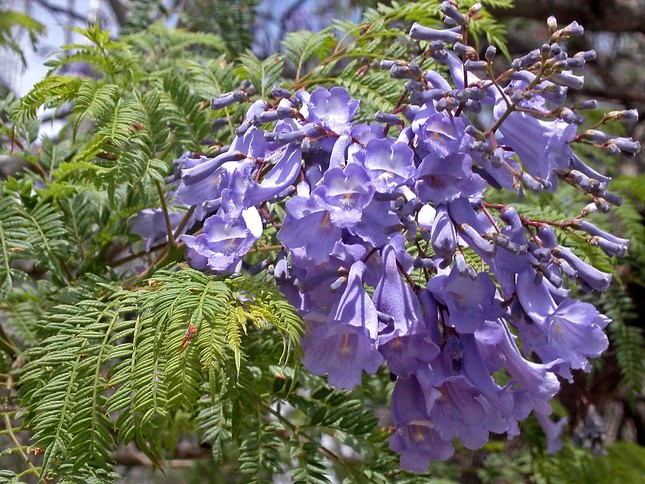 Jacaranda một trời hoa tím ảnh 9 Jacaranda một trời hoa tím ảnh 9